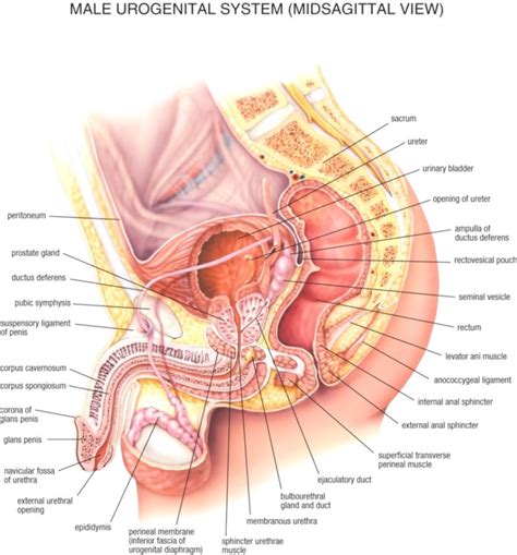 The inguinal ligament is at the bottom of the inguinal canal a passage in the abdominal wall through which the spermatic cord passes in men and the round ligament passes in women. Male Anatomy Diagram | Wallpapers Quality