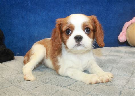 Shake a paw is new york's leading pet store. Cavalier King Charles Spaniel Puppies For Sale - Long ...