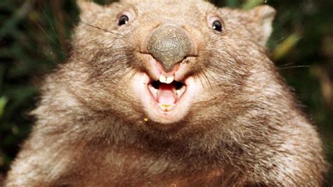 | meaning, pronunciation, translations and examples. Wombats are cute and cuddly, but this one just left a ...