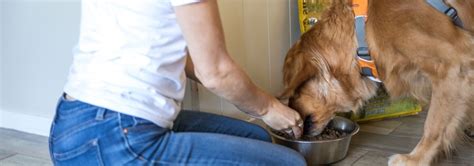 Dogs provide humans with unconditional love and emotional support, which pet owners might be especially thankful for during the stressful times another tangible difference: 4 Best Human-Grade Dog Foods - Apr. 2021 - BestReviews