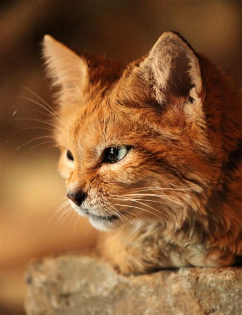 Check spelling or type a new query. Photo To Art Guy Blog — Arabian Sand Cat (by sometimesong)