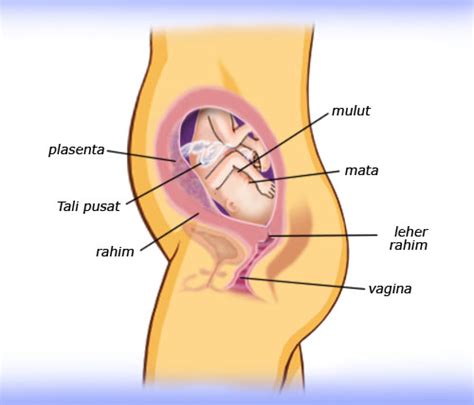 Check spelling or type a new query. Tulang Kemaluan Sakit Saat Hamil 32 Minggu - Nuring
