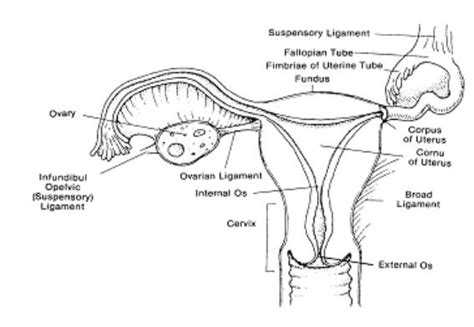 Locating the internal female reproductive organs. Reproductive Anatomy and Physiology: The Female ...