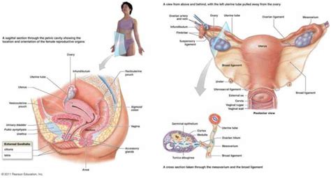 Reproductive system of female, diagram. a hysterectomy main image shows an anterior view of ...