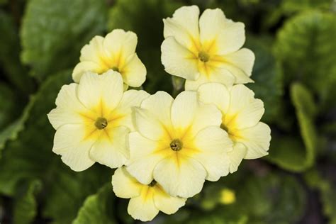 Central disk is slightly darker and buttonlike. Identification of Perennial Flowers Made Easy - Gardenerdy