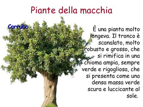 La macchia mediterranea la sopravvivenza delle piante della macchia pino d'aleppo è un albero dalla chioma sempreverde, di forma irregolare, globosa o piramidale, alta fino a 20m. La Macchia Mediterranea