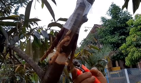 Alat cantuman baji pokok tin durian grafting bknt. Berita TV Malaysia: RAHSIA Disebalik Pokok Durian BERBUAH ...