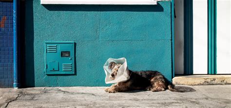 Most people just go straight to suggest doing it yourself at home but i've tried several at home methods already that just didn't work. Pet Med Mobile: What Is a Mobile Vet Service and How Does ...