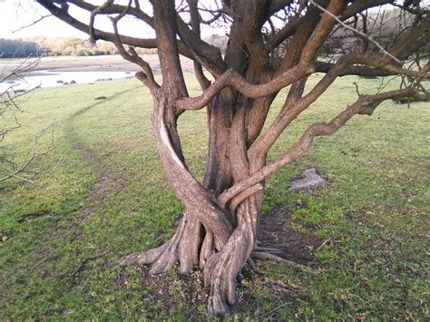 Preventative screening for holistic practitioners. January workshops | Burren, Hidden places, Workshop