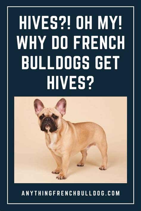 The french bulldog is a sturdy, compact, stocky little dog, with a large square head that has a rounded forehead. Hives?! Oh my! Why do French Bulldogs get hives? | French ...