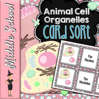Check spelling or type a new query. Animal Cell Organelles Card Sort | Science Card Sort by ...