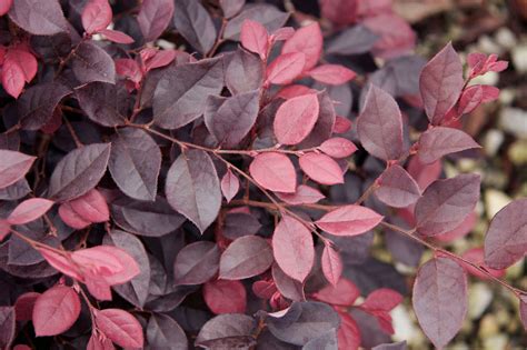 Wildflower hikes in northern california. Loropetalum 'Purple Diamond'. Combining colorful flowers ...