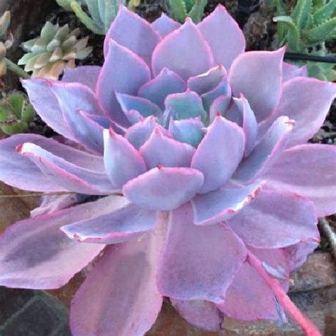 The cactus king offers the largest collection of cacti and succulents for sale on the planet! Kauai Garden by KauaiGarden on Etsy (With images ...