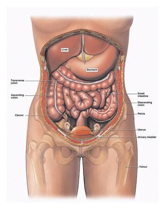 Gross anatomy online now, exclusively on accessmedicine. 'Illustration of the Anatomy of the Female Abdomen and ...