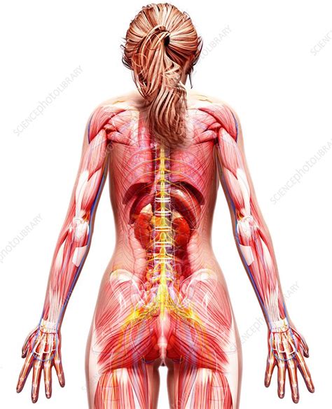 At the level of the pelvic bones, the abdomen. Female anatomy, artwork - Stock Image - F007/1973 ...