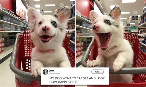 Corgi welsh puppies for sale. Corgi puppy 'smiles' while shopping at Target | Daily Mail ...