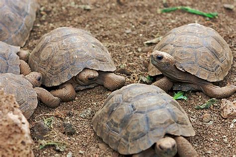 A tortoise called charles darwin has officially opened a science laboratory at the university of lincoln. Baby Giant Tortoise at the Charles Darwin Research Station ...