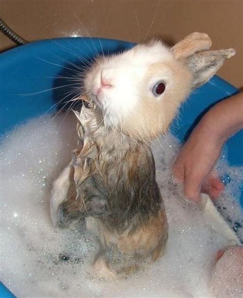 While bunnies are still young, it is important to check up on them regularly to ensure that their bottoms are clean. 2PzNaPpod: do tuesdays sometimes feel like a wet bunny?