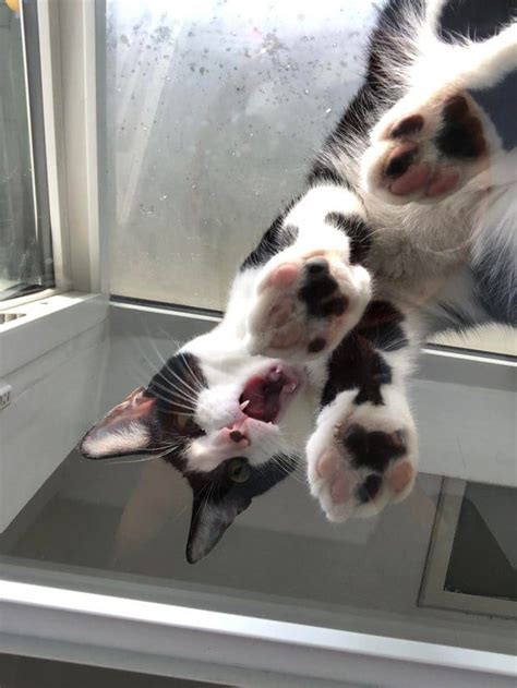 To make sure you understand and follow the full process please read through our points below. 50 funny photos of cats on glass tables | Cats on glass ...