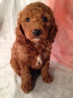 Ct goldendoodles has sold and sales puppies accrose the united states. Toy Labradoodle Price Goldenacresdogs Com | Dog Breeds Picture