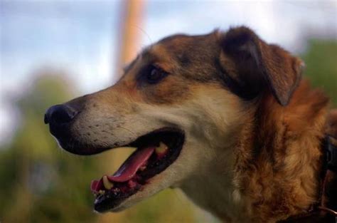 Deutschland und niederlande erwägen spätere zweite impfung. Iffi, Schäferhund Mix (Hündin) aus 49143 Bissendorf (D ...
