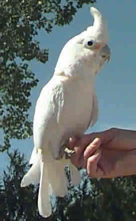 Clutch size 2 to 6 eggs sexual maturity approximately 2 to 3 years life span 65 or more years range the goffin's cockatoo is restricted to the banda sea islands of yamdena and larat (tanimbar) in indonesia. A description of the Goffin Cockatoo, from Indonesia. For ...