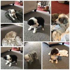 Current we have no puppies for sale. View Ad: Miniature Australian Shepherd Litter of Puppies ...