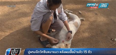 พิษสุนัขบ้า (rabies) หรือที่เรียกกันว่า โรคกลัวน้ำ เป็นโรคติดเชื้อจากไวรัสที่มีสาเหตุจากการถูกสัตว์ที่ติดเชื้อกัดหรือข่วน โดยเฉพาะสุนัข ซึ่ง. ปศุสัตว์มหาสารคาม ปูพรมฉีดวัคซีนหมา-แมว หลังพบเชื้อพิษ ...