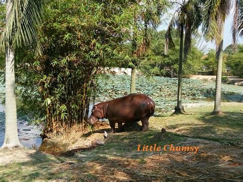 Piw was put under the management of the department of wildlife and national parks peninsular malaysia in 2005. Paya Indah Wetlands, Dengkil | Little Chumsy's Blog