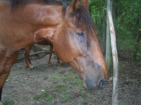 Anhidrosis is a condition in which your sweat glands don't function as they should to remove heat and cool your body down. Anhidrosis in Horses | Equine vet tech, Horse care, Horses