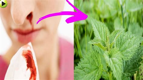 Causes for serious nosebleeds include liver disease, alcohol abuse, high blood pressure, and nasal tumors. How to cure nose bleeding naturally at home within 1 day ...