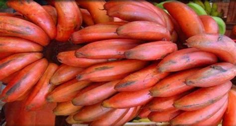 Istriku pun menggangguk ngangguk setuju.maaf bu kami pergi tidur dulu.ngantuk banget nih.kata istriku. 5 Jenis Pisang Ini Punya Warna yang Gak Biasa! - VIPDomino ...