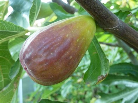 Plantez le figuier violette dauphine, une variété précoce, autofertile et vigoureuse donnant de gros fruits à peau violette, chair rose juteuse et sucrée, fructifie. Figuier Goutte d'Or sur le Mur Végétal