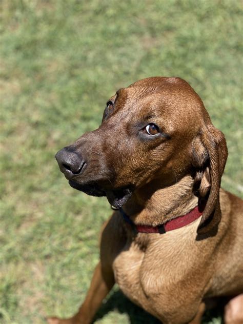 45 to 80 pounds life span: Redbone Coonhound Puppies For Sale | Wichita Falls, TX #330739