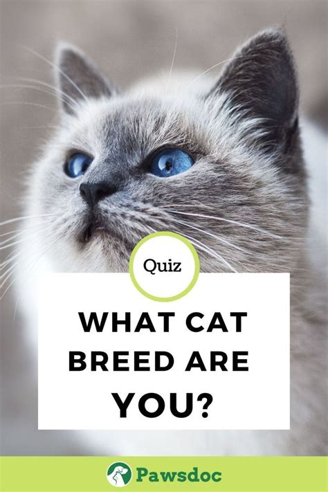 This quiz determines what kind of adopt me player you are. Cat Quiz I What Kind Of Cat Breed Are You? I Pawsdoc in ...