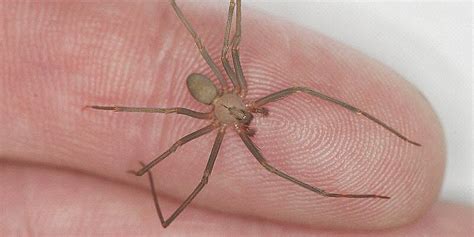 Everything to Know About Brown Recluse Spiders