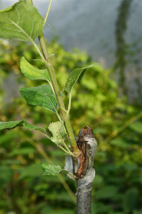 Budding can be used on many kinds of plants: The Fruit Growing Expert: A guide to 'budding' new fruit trees