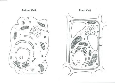 Animal cell parts not in plant cells. Animal And Plant Cells.