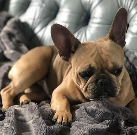 French bulldog puppies, we raise blues, solid blacks, fawns, brindles and piebald's and merle. Mavis - 1 year old female French Bulldog available for ...