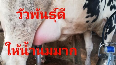 วิธีรีดนมวัว | ฟาร์ม วัวนม | วัวพันธุ์ ดีให้น้ำนมมาก - YouTube