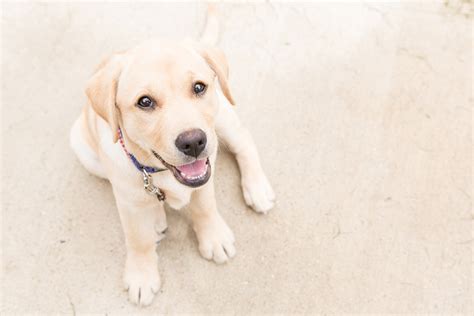 While some pups do calm down as once they nail down the training routine at home, slowly introduce working outside where there may. Do Labradors Calm Down with Age - Animals HQ