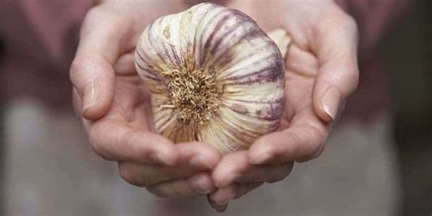 Hair loss comes in many forms and has several different causes. Garlic Hair Loss Remedy - Top 3 Recipes To Help Make Hair ...