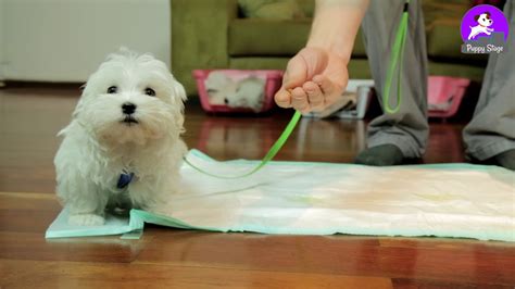 › stubborn puppy training tips. Indoor Puppy Potty Training - YouTube