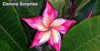 We do not have any available now. The plumeria "Corona Surprise". This is the most amazing ...