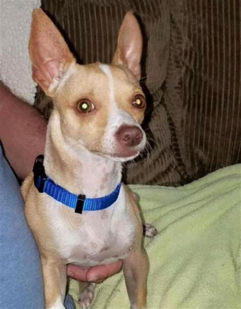 You will need to provide, by email, the information noted under the section request form. Helping Lost Pets | Dog - Chihuahua - Back Home | Losing a ...