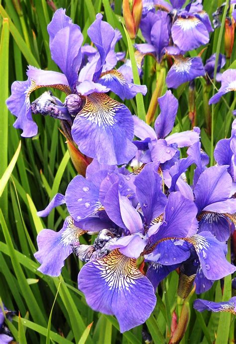 Grows well in auburn, citrus heights, elk grove, folsom, rocklin, roseville. Purple Siberian iris | Extension Master Gardener ...