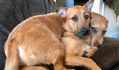 dog adoption Archives | Animal Shelters Near Me