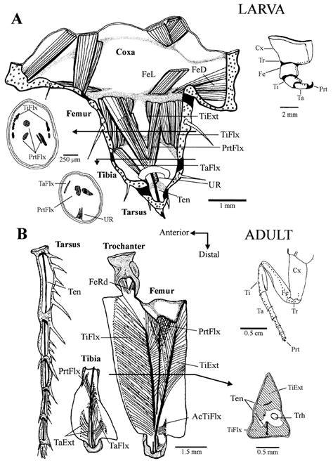 Related posts of muscle diagram leg. Leg Muscles Diagram / Muscles Of The Lower Leg And Foot ...