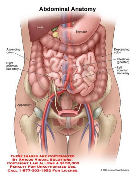 Learn about the placement of the skeletal and muscular structures. The Anatomy of the Abdomen Human Stomach | Health Life Media