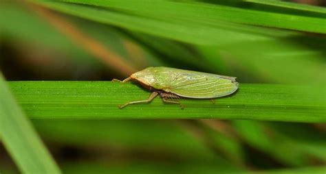 最高のコレクション 緑色の小さい虫 582862-緑色の小さい虫 大量発生